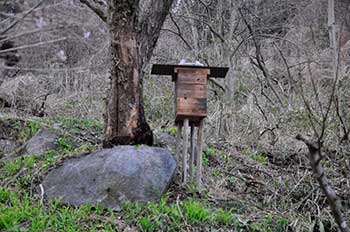 日本ミツバチ巣箱
